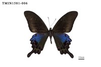 藏品(雙環翠鳳蝶)的圖片